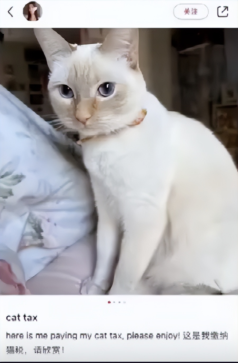 TikTok美国禁令_TikTok难民现象_tiktok美国ip